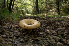 Lactarius sp