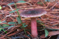 Russula sp