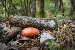 Russula sp
