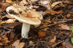 Russula vesca