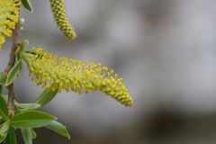 Salix alba