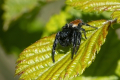 Carrhotus xanthogramma