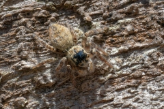 Carrhotus xanthogramma
