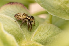 Carrhotus xanthogramma