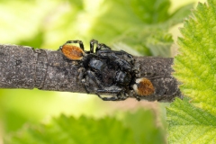 Carrhotus xanthogramma