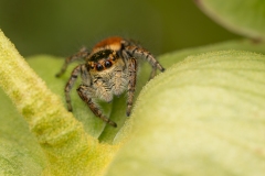 Carrhotus xanthogramma
