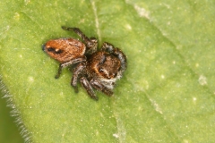 Evarcha sp