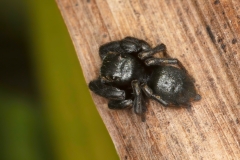 Evarcha arcuata
