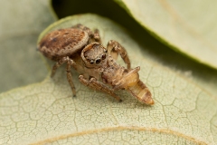 Evarcha falcata