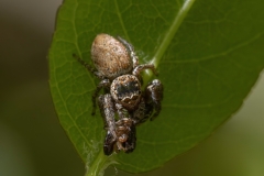 Evarcha sp