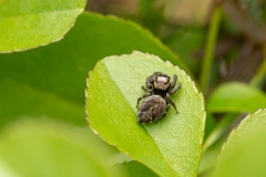 Evarcha sp