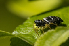 Heliophanus cupreus