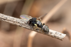 Heliophanus cupreus