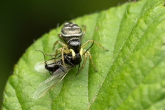 Heliophanus cupreus