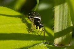 Heliophanus cupreus