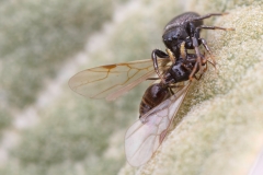 Heliophanus sp