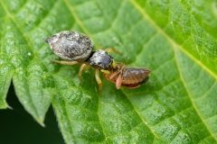 Heliophanus sp