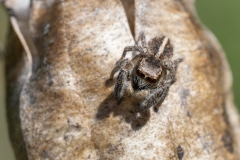 Pellenes seriatus