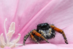 Philaeus chrysops