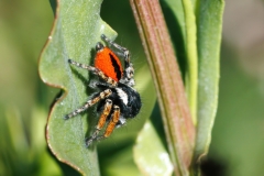 Philaeus chrysops