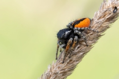 Philaeus chrysops