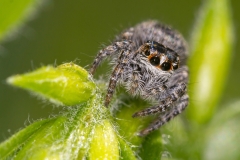Philaeus chrysops