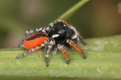 Philaeus chrysops