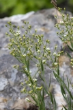 Thesium linophyllon