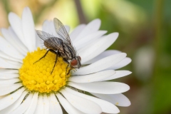 Sarcophagidae