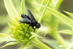 Nyctia halterata