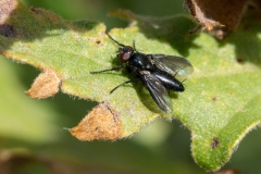 Nyctia halterata