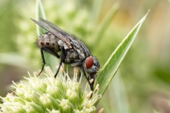 Sarcophaga sp