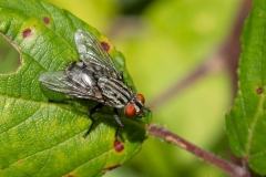 Sarcophaga sp
