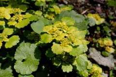 Chrysosplenium alternifolium