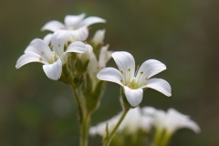Saxifraga granulata