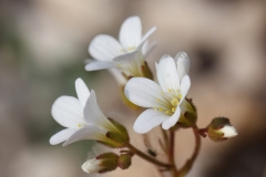 Saxifraga granulata