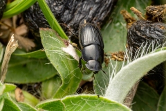 Acrossus sp