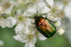 Cetonia aurata