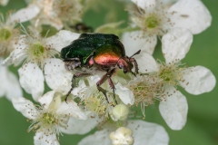 Cetonia aurata