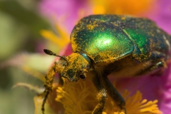Cetonia aurata