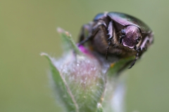 Cetonia aurata pisana