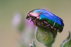 Cetonia aurata pisana