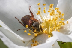 Hoplia argentea