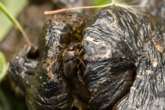 Onthophagus fracticornis