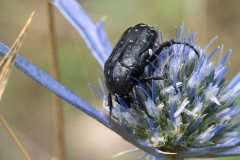Oxythyrea funesta