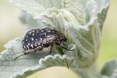 Oxythyrea funesta