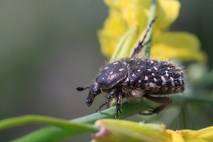 Oxythyrea funesta