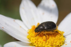 Paratriodonta romana