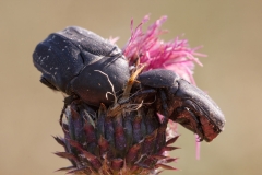 Protaetia morio