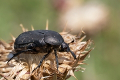 Protaetia morio